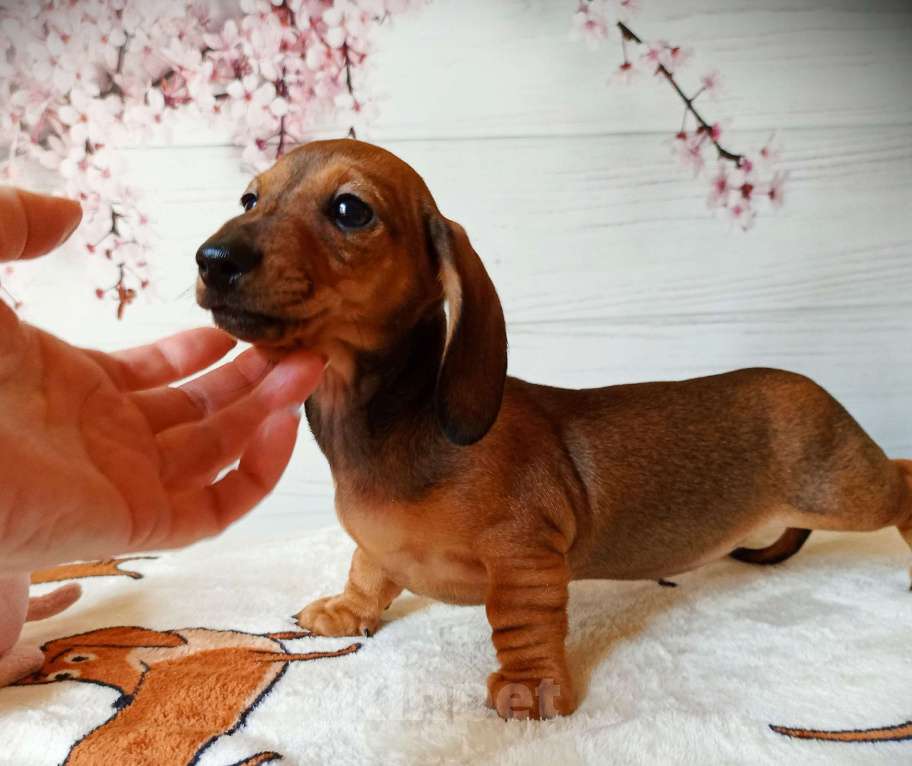 Собаки в Ростове-на-Дону: Щенок таксы кроличьей Девочка, 80 000 руб. - фото 1