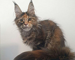 Кошки в Сочи: котята Мейн-Кун Девочка, 30 000 руб. - фото 3