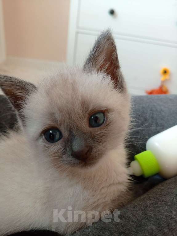 Кошки в других городах Московской области: Малышку в добрые руки Девочка, Бесплатно - фото 3