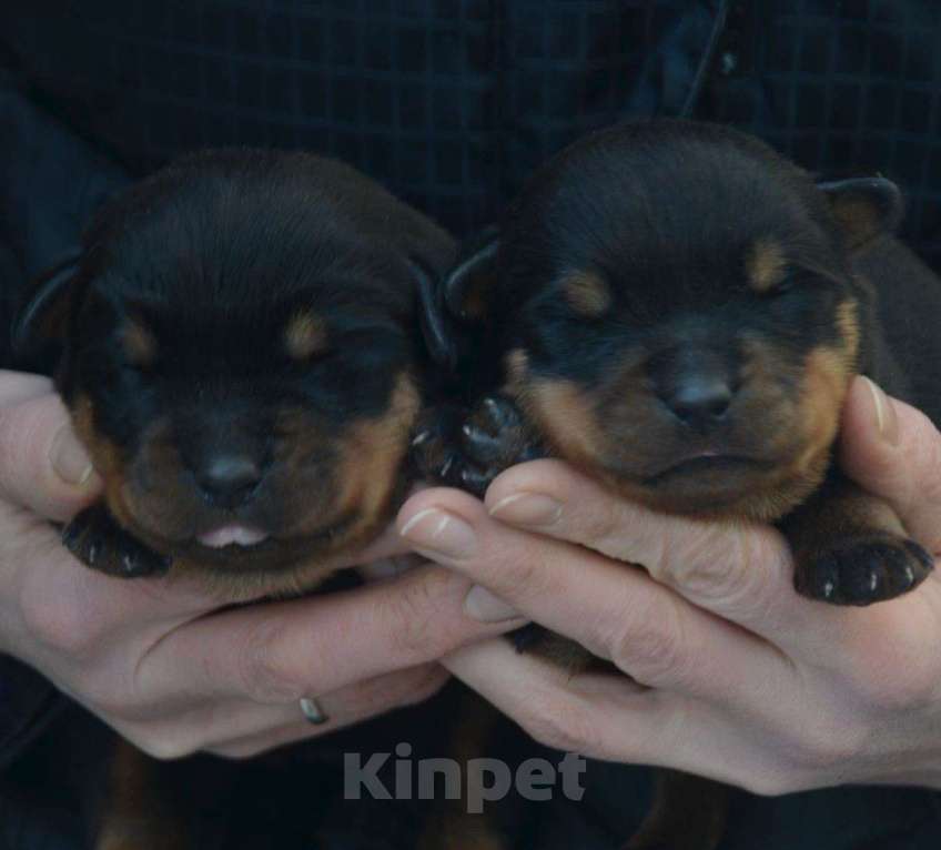 Собаки в Челябинске: Открыто раннее бронирование на помет ротвейлеров Разнополые, 60 000 руб. - фото 1