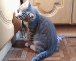 Кошки в Москве: Котенок Василек мечтает о родной семье Мальчик, Бесплатно - фото 4