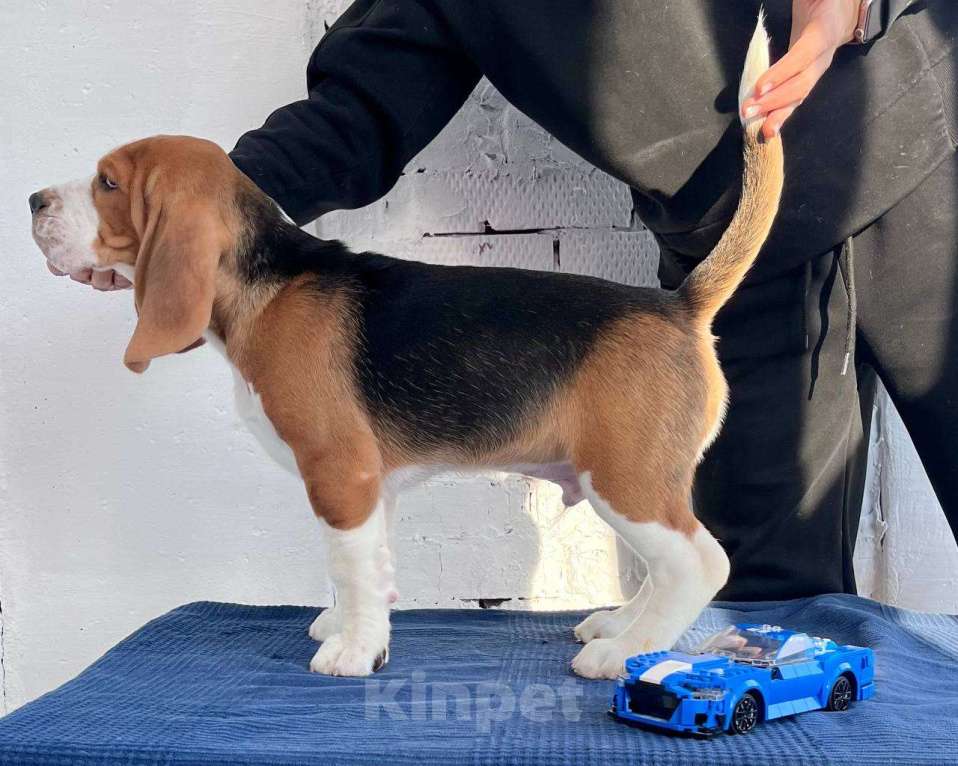 Собаки в Уфе: Щенки породы бигль Мальчик, 40 000 руб. - фото 2