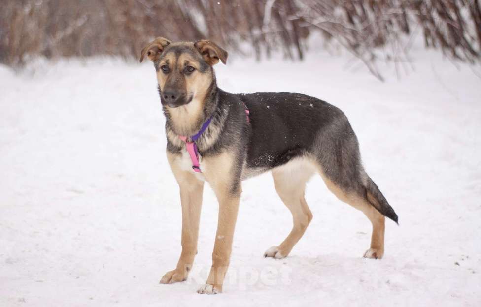 Собаки в Москве: Маленькая Теона с большим сердцем в поисках семьи Девочка, Бесплатно - фото 4