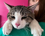 Кошки в Красногорске: Чудесный котик Валентин очень хочет чтобы его забрали домой Мальчик, 50 руб. - фото 1