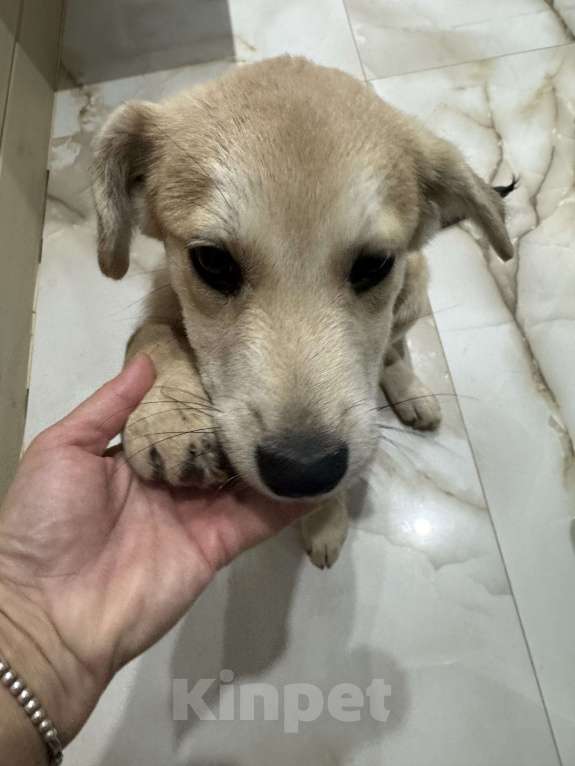 Собаки в Москве: Щенок, оставленный в ливень на остановке, ищет дом Мальчик, Бесплатно - фото 6