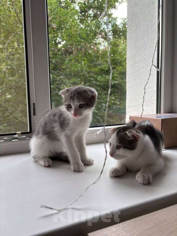 Кошки в Москве: Стивик Мальчик, 50 руб. - фото 2