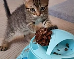 Кошки в Красногорске: Котенок девочка Оливка 1,5 месяца ищет дом Девочка, Бесплатно - фото 9