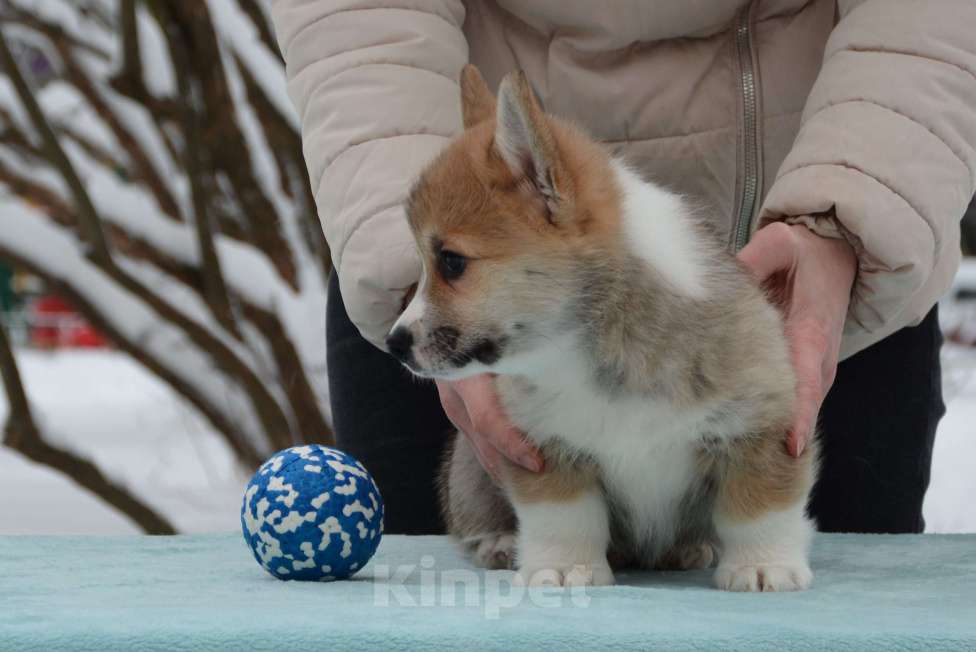 Собаки в Москве: Лотус Мальчик, 80 000 руб. - фото 4