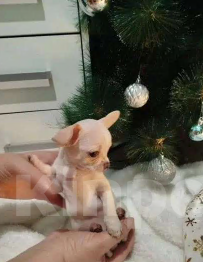 Собаки в Анапе: Щенок, мальчик чихуахуа Мальчик, 15 000 руб. - фото 2