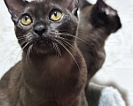 Кошки в Энгельс: Котята европейской бурмы Девочка, 30 000 руб. - фото 5