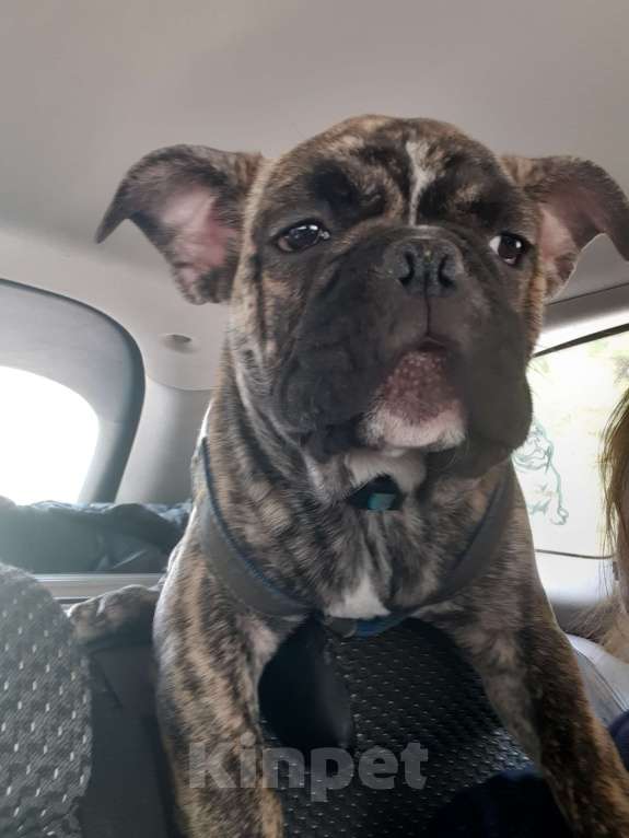 Собаки в Москве: Продам щенков Мальчик, 30 руб. - фото 6