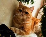 Кошки в Ростове-на-Дону: Котята короткошерстных персидских экзотов Мальчик, 20 000 руб. - фото 9