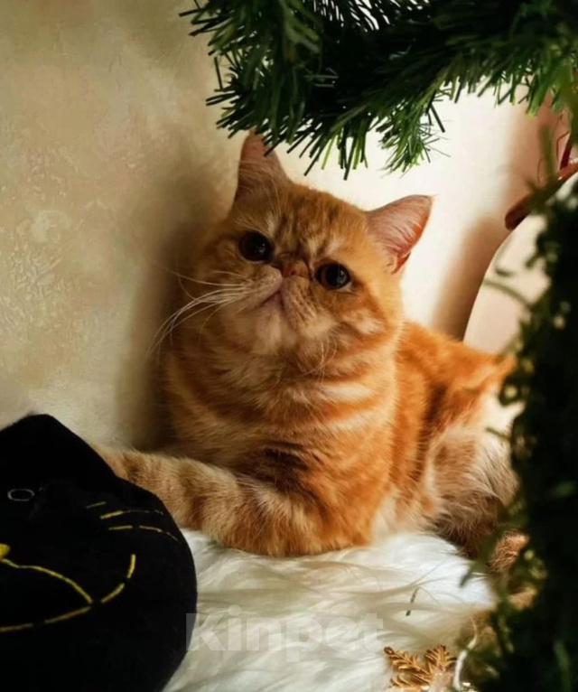 Кошки в Ростове-на-Дону: Котята короткошерстных персидских экзотов Мальчик, 20 000 руб. - фото 9