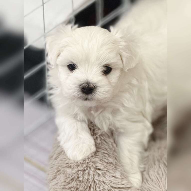 Собаки в других городах Краснодарского края: Мальтезе щенки Девочка, 60 000 руб. - фото 1