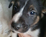 Собаки в Подольске: Щенки  Мальчик, Бесплатно - фото 3
