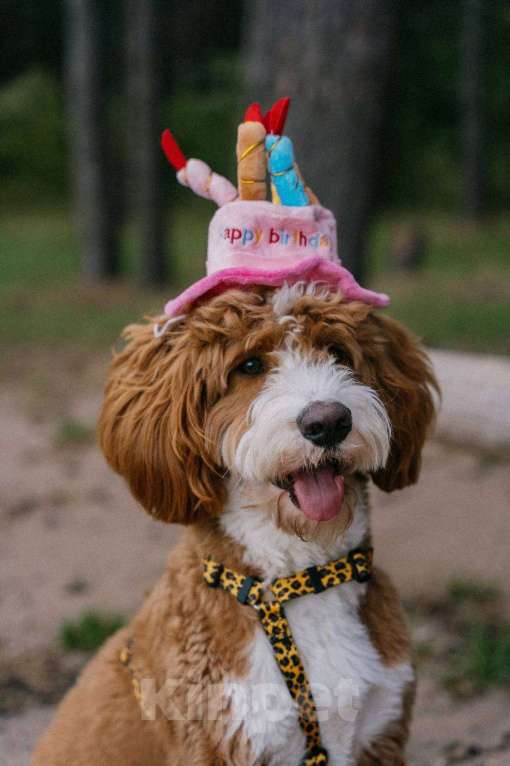 Собаки в Сочи: Вязка самого красивого лабрадудля 2025 года Мальчик, 150 000 руб. - фото 1