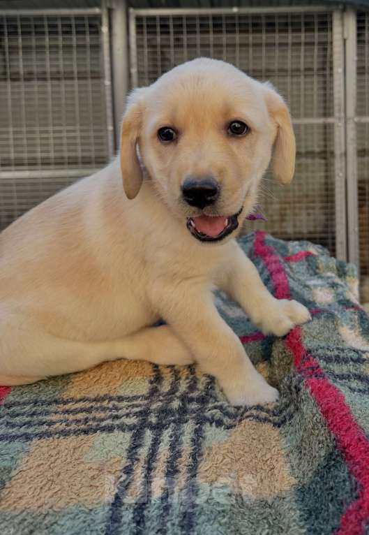 Собаки в Краснодаре: Щенок лабрадора палевый  Девочка, 25 000 руб. - фото 4