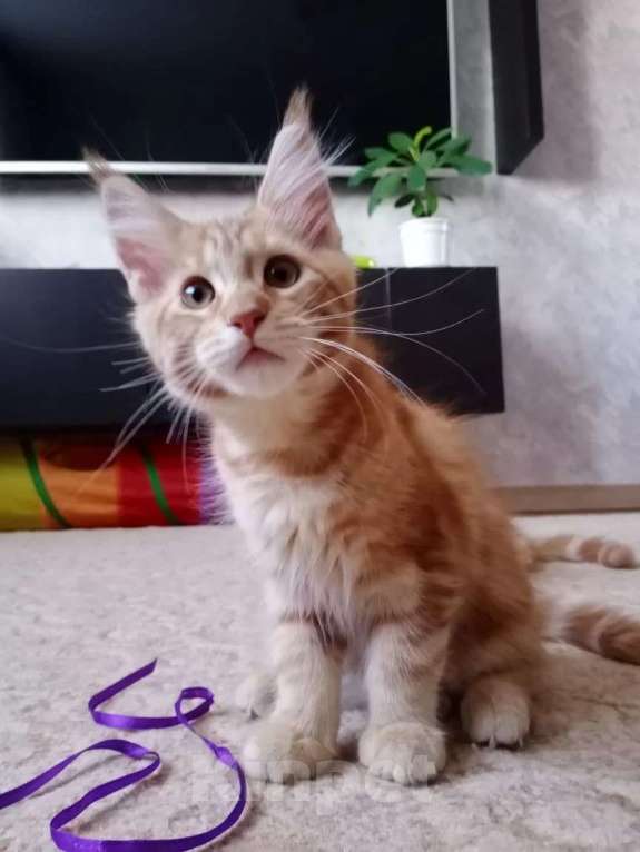 Кошки в Москве: Котята мейн-кун Девочка, 15 000 руб. - фото 5