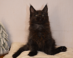 Кошки в Санкт-Петербурге: Черный магический мейн-кун Мальчик, 90 000 руб. - фото 1