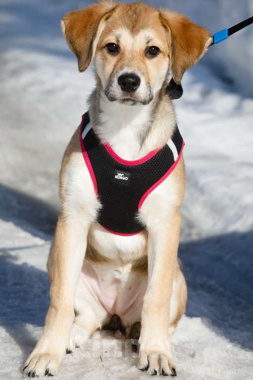 Собаки в Москве: Рыжий щенок девочка в добрые руки Мальчик, 11 руб. - фото 9