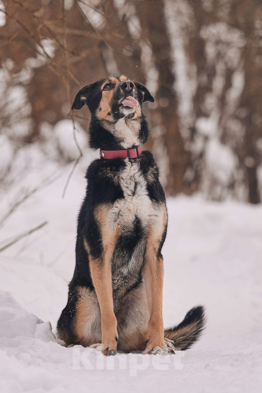 Собаки в Москве: Трогательная милашка Шаби в поиске любящих родителей! Девочка, Бесплатно - фото 3