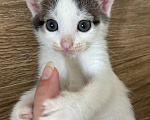 Кошки в Москве: Котенок Гаичка Девочка, Бесплатно - фото 4