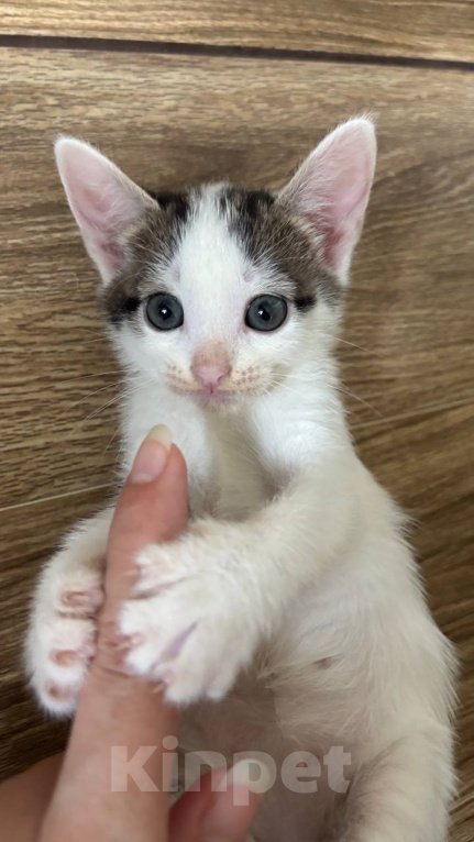 Кошки в Москве: Котенок Гаичка Девочка, Бесплатно - фото 4