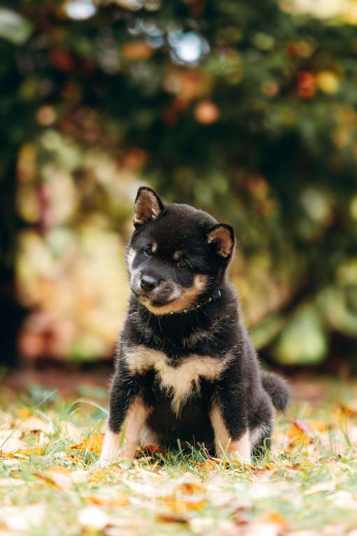 Собаки в Москве: Щенки Сибу-ину с характером солнца Мальчик, 100 000 руб. - фото 5