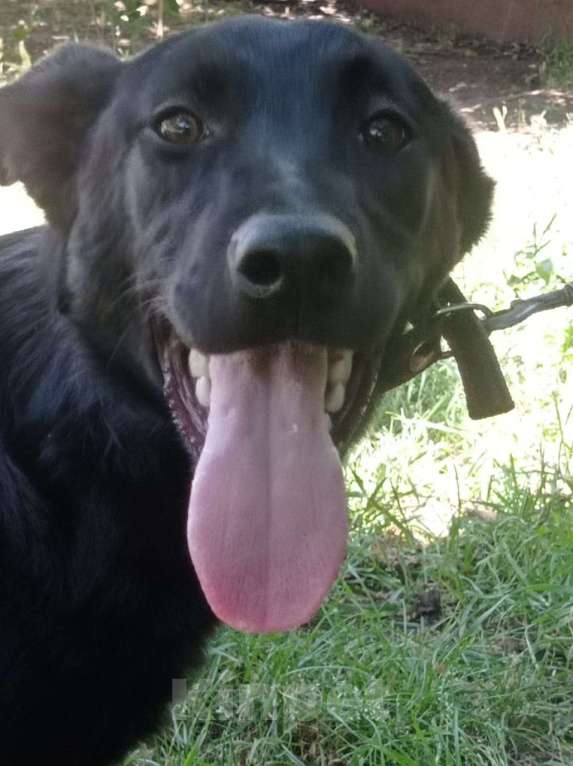 Собаки в Москве: Обворожительная МАРТА Девочка, Бесплатно - фото 5