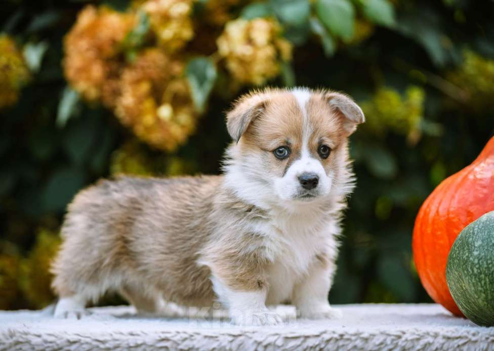 Собаки в Новосибирске: Вельш Корги Пемброк Мистер Марти Мальчик, 75 000 руб. - фото 7