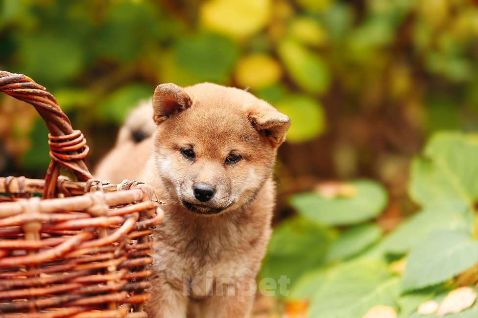 Собаки в Москве: Щенки Сибу-ину с характером солнца Мальчик, 70 000 руб. - фото 2