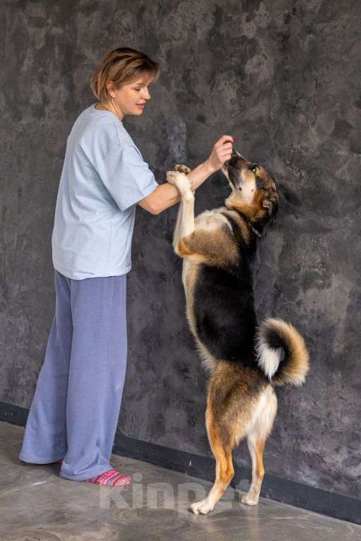 Собаки в Москве: Айриш. Та, что всё понимает... И очень ждёт. Девочка, Бесплатно - фото 5