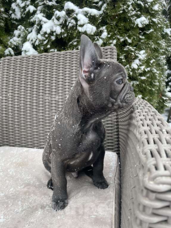 Собаки в других городах Краснодарского края: Французский бульдог в голубом окрасе Мальчик, 35 000 руб. - фото 5