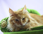 Кошки в Ливны: Котёнок Мейн-Кун, 20 000 руб. - фото 1