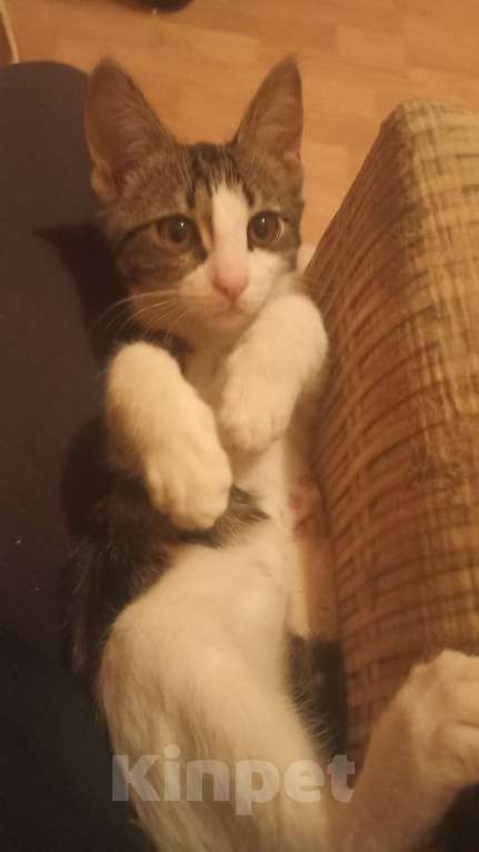 Кошки в других городах Московской области: Котенок в добрые руки Мальчик, Бесплатно - фото 3