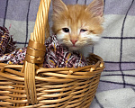 Кошки в Сосновом Бору: Котенок Винни Мальчик, Бесплатно - фото 8