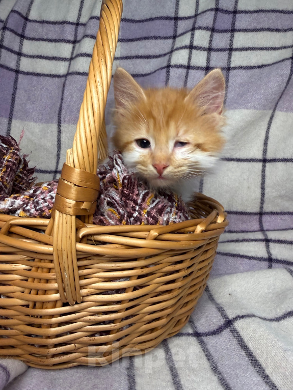 Кошки в Сосновом Бору: Котенок Винни Мальчик, Бесплатно - фото 8