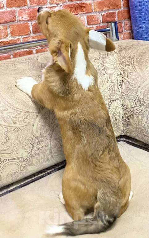 Собаки в Москве: Щенки вельш-корги кардиган Мальчик, Бесплатно - фото 2