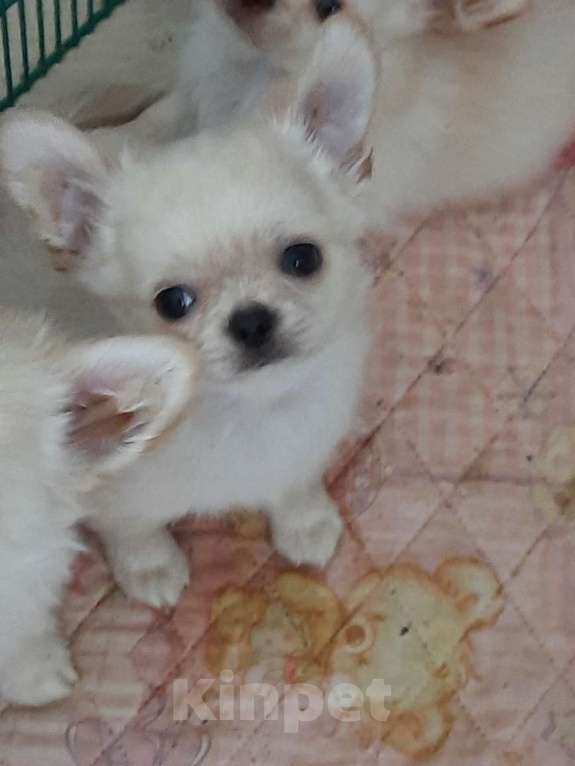 Собаки в Москве: красивые мальчики чихуахуа Мальчик, 20 000 руб. - фото 5