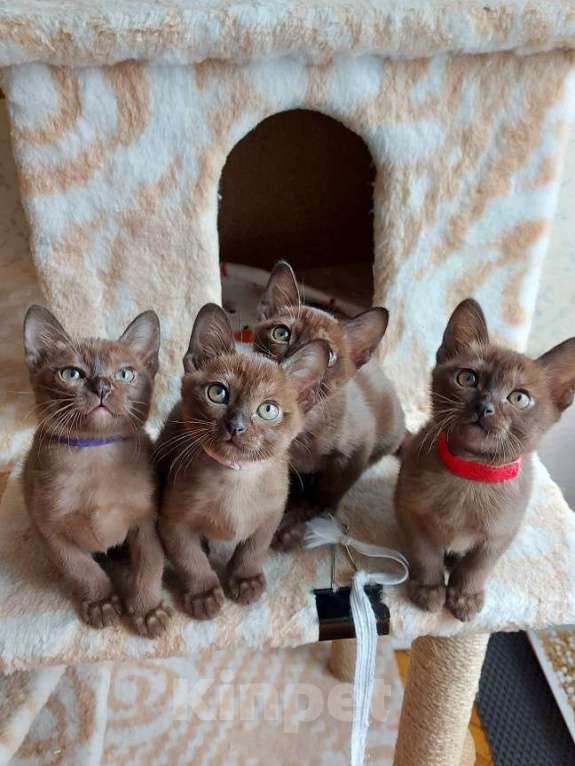 Кошки в Москве: Бурманские котята Девочка, 70 000 руб. - фото 10