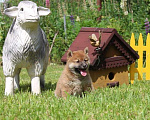 Собаки в Солнечногорске: Щенки сиба ину Мальчик, 40 000 руб. - фото 10