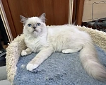 Кошки в Москве: Мальчишка 3 месяца Мальчик, 35 000 руб. - фото 5