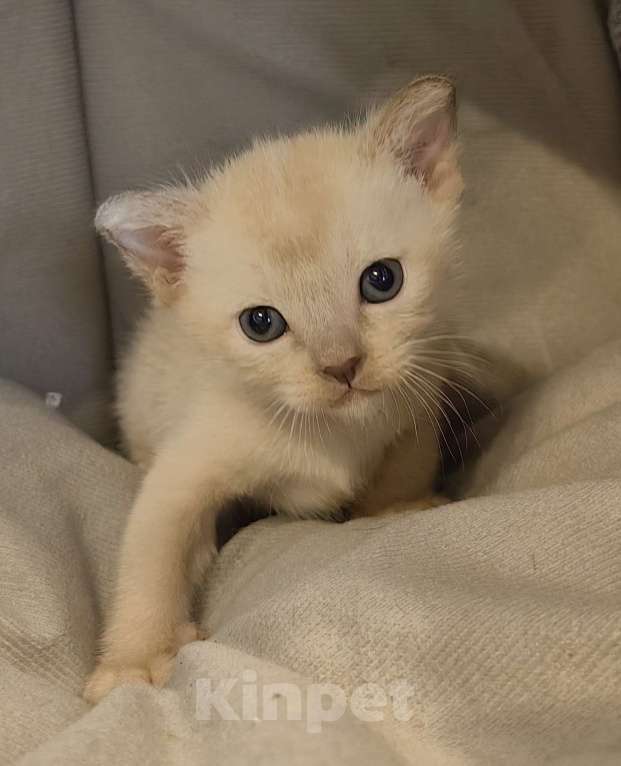 Кошки в Москве: Котята европейской бурмы. Мальчик, 40 000 руб. - фото 5