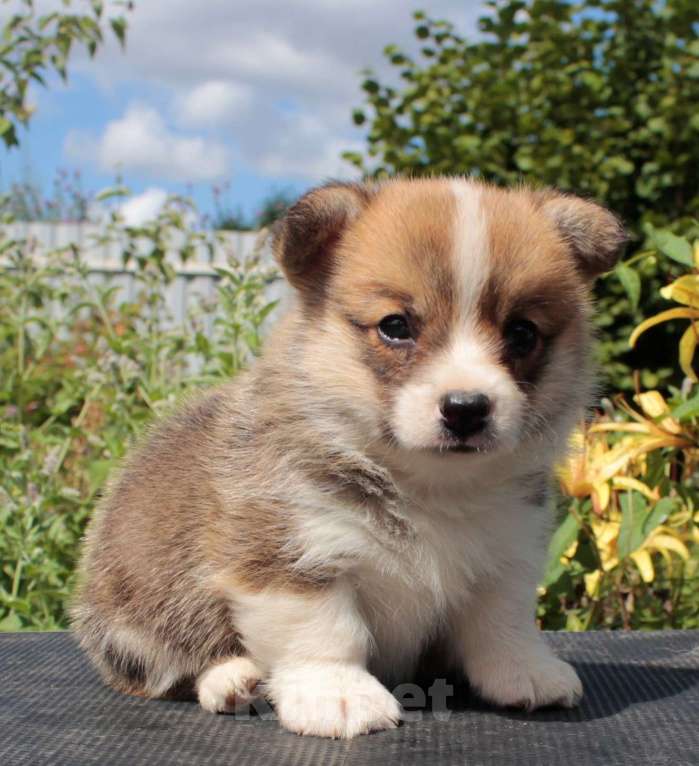 Собаки в Москве: вельш корги пемброк щенки от Чемпиона из Италии Мальчик, 90 000 руб. - фото 3