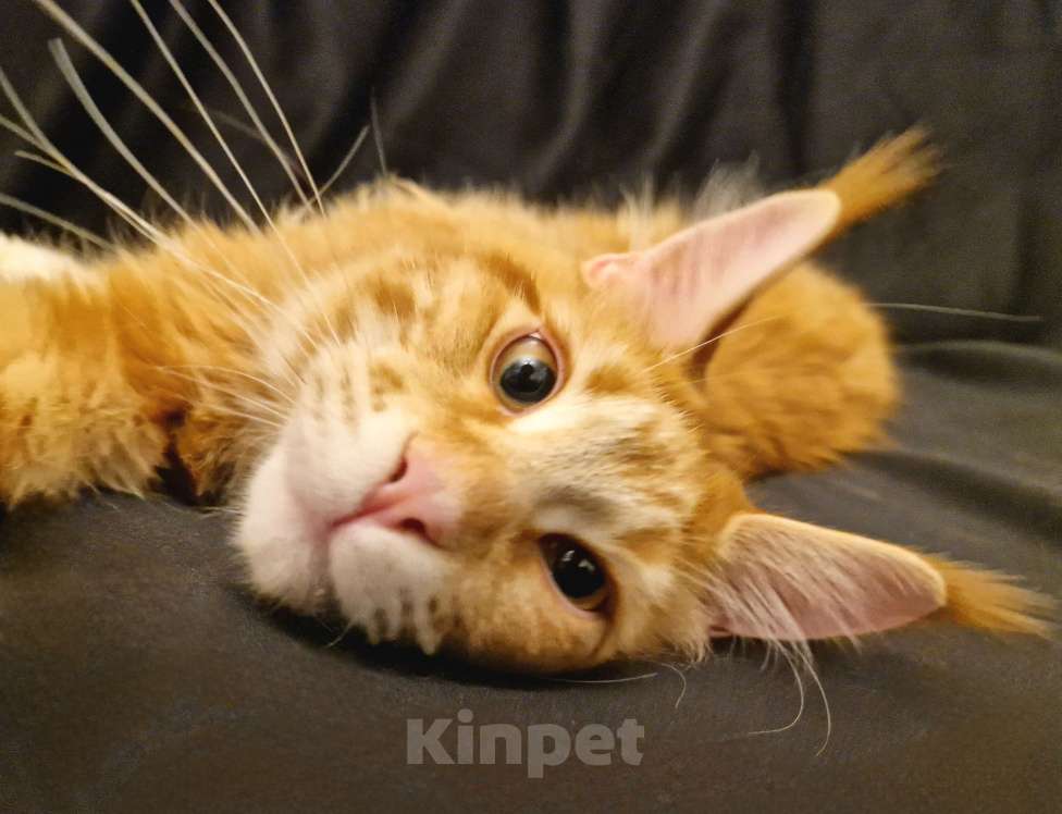 Кошки в Москве: Пресненские котята породы мейн-кун. Арт Мальчик, 55 000 руб. - фото 5