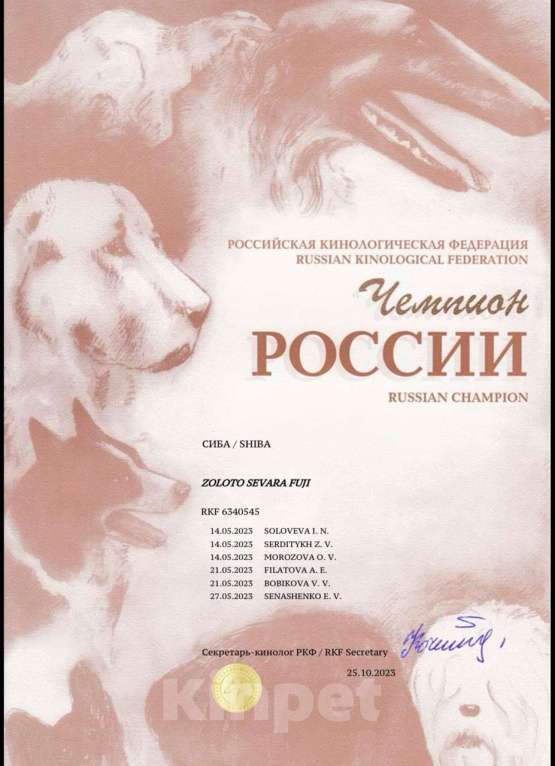 Собаки в Казани: Акира (Akira / 明) — «светлый, ясный» Мальчик, Бесплатно - фото 2