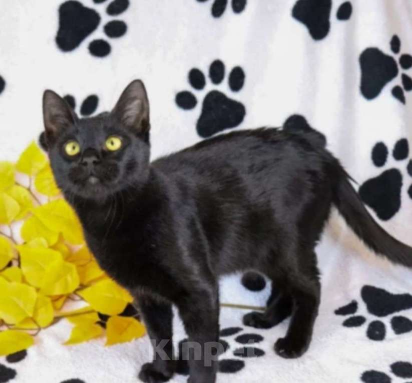 Кошки в Воронеже: Пусик грустит без хозяина Мальчик, 100 руб. - фото 2