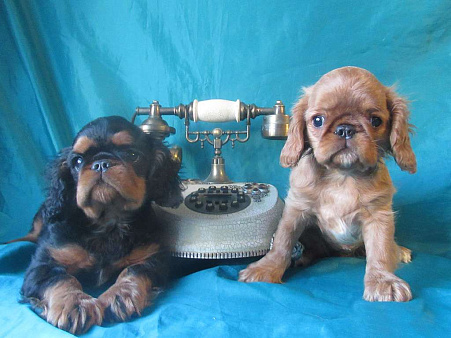 мальчик черно-подпалый