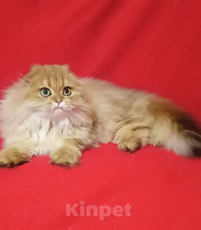 Кошки в Москве: Золотой мраморный котик хайленд Мальчик, 20 000 руб. - фото 5