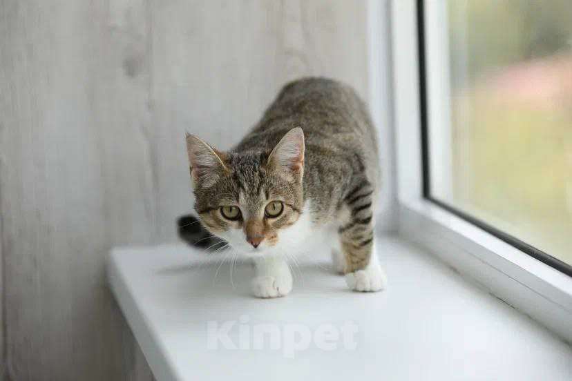 Кошки в Москве: котенок Максик ещет дом Мальчик, Бесплатно - фото 9